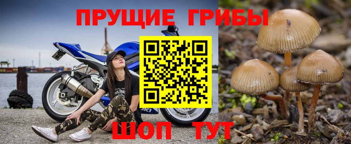 Прохладный  закладка  Вход с VPN  Псилоцибиновые грибы Psilocybe 